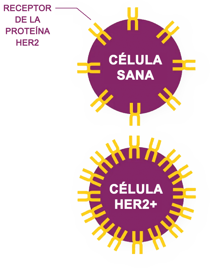 HER2 Positive Cell